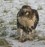 Buse  queue rousse juvnile - Red-tailed Hawk