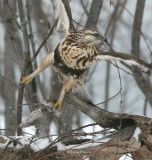 Buse pattue phase claire - Rough-legged Buzzard