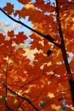 fallleaves04.jpg