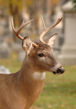 Forest_Lawn_buck_01.jpg