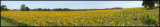 Sunflower_field_01.jpg