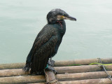 Fishermans bird