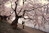 Cherry blossoms in Washington, D.C.