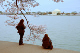 Cherry Blossoms along the Tidal Basin in Washington, D.C. The Jefferson Memorial is visible in the background.