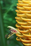 Ginger flower