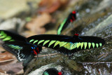 Raja Brooke Birdwing Butterfly  (Trogonoptera brookiana albescens)