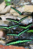 Raja Brooke Birdwing Butterfly  (Trogonoptera brookiana albescens)