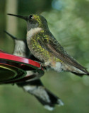 Hummingbird 101
