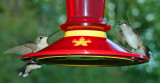 Hummingbird 107