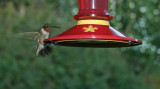 Hummingbird 108