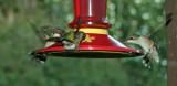 Hummingbird 110