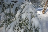 Hemlock Limbs Hanging Low