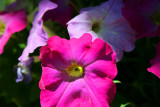 Petunias