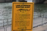 Lake Sturgeon Alert