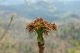 Top Of The Mountain Plants