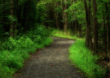 Path Through the Woods