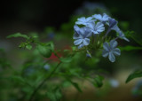 Blue Phlox