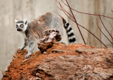 Ring-Tailed Lemur