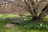 Cherry Tree & Bench