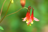 Wild Columbine