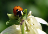 Ladybug Close-Up
