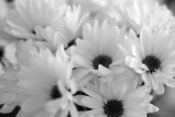 Daisies - black & white