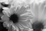 Daisies - black & white