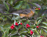 Robin Eating Berry.jpg