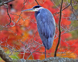Great Blue Heron in October.jpg