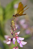 Eastern Amberwing Dragonfly.jpg