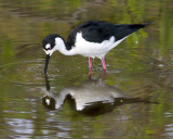 Black-necked Stilt 3.jpg