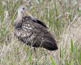 Limpkin.jpg