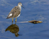 Lesser Yellowlegs and reflection.jpg