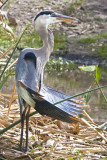 Great Blue Heron Sunbathing.jpg