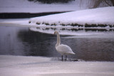 Frozen Swan Lake