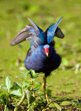 Purple Gallinule