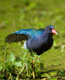 Purple Gallinule