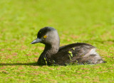 Least Grebe