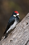 Acorn Woodpecker