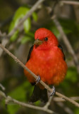 Scarlet Tanager