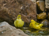 Yellow Warblers