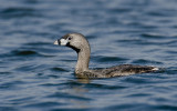 Pied-billed Grebe