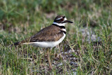 Killdeer