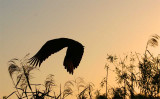 sunset at the glades