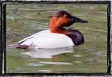 Red Head