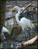 great egret