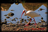 white ibis