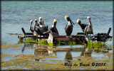 pelican pow wow