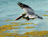 brown pelican crossing