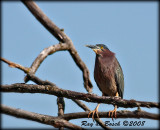 a green heron